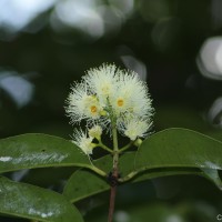 Syzygium grande (Wight) Walp.